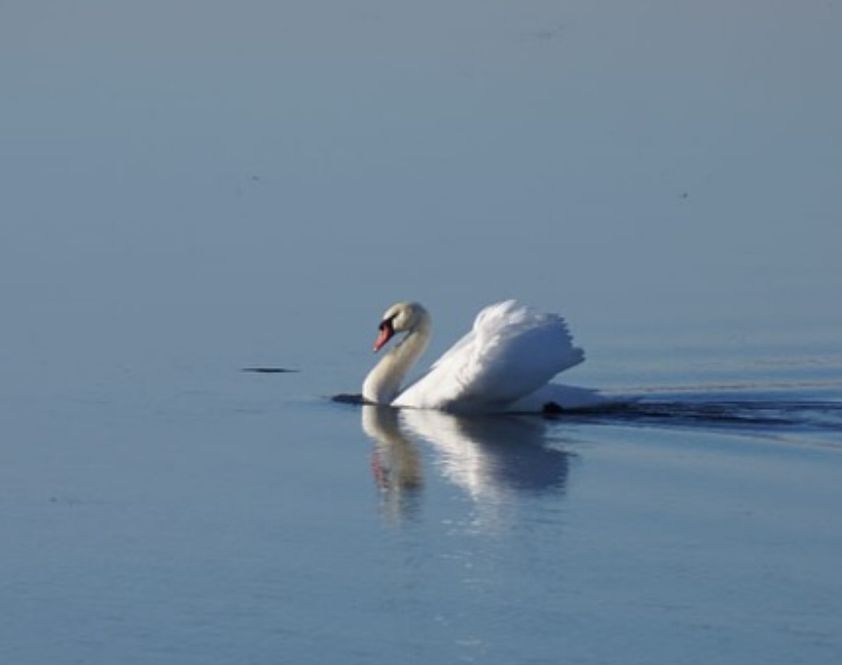 лебеди на озере кандрыкуль